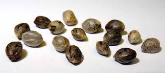 Photoperiod Seeds